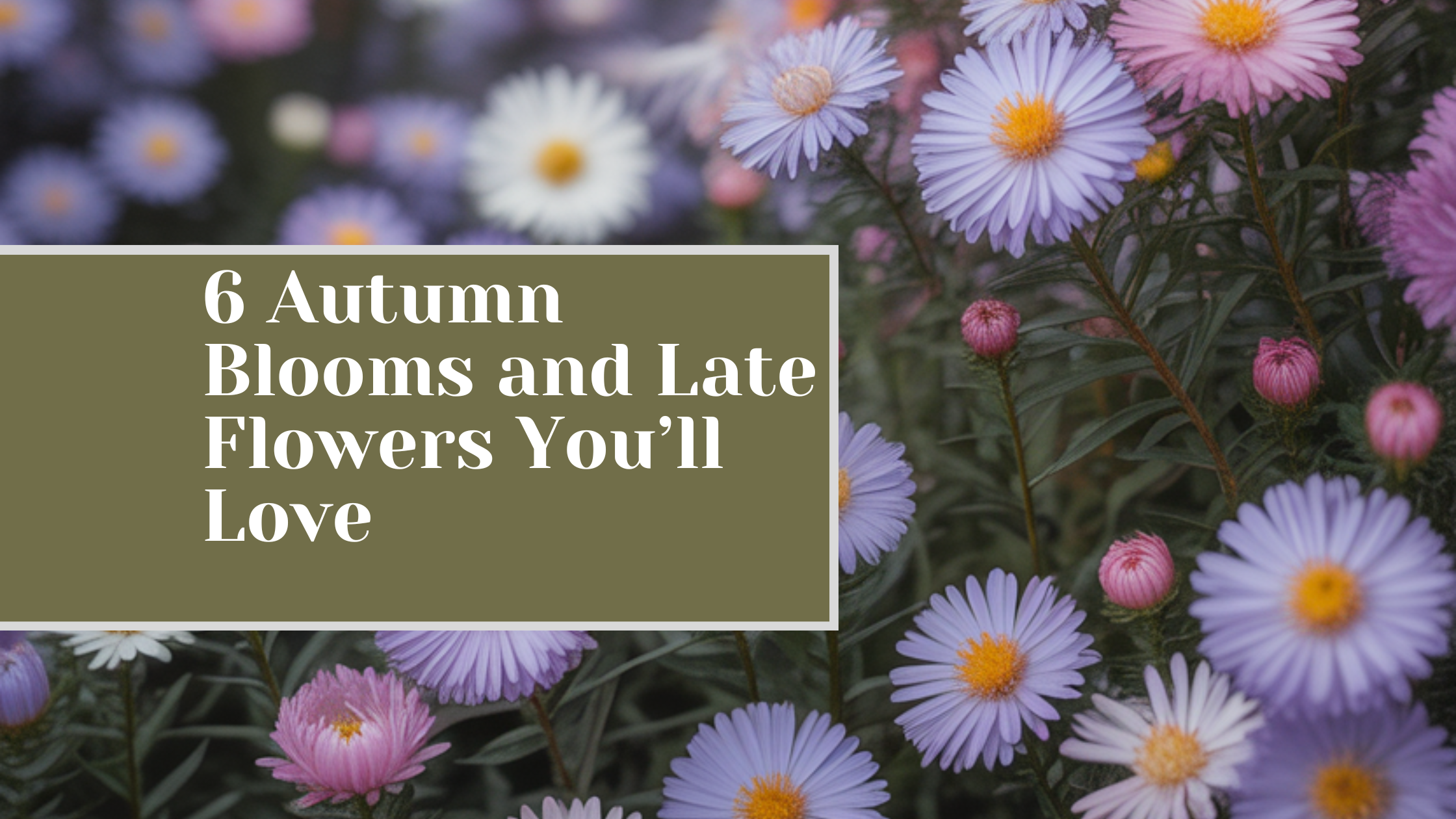 6 Autumn Blooms and Late Flowers You’ll Love