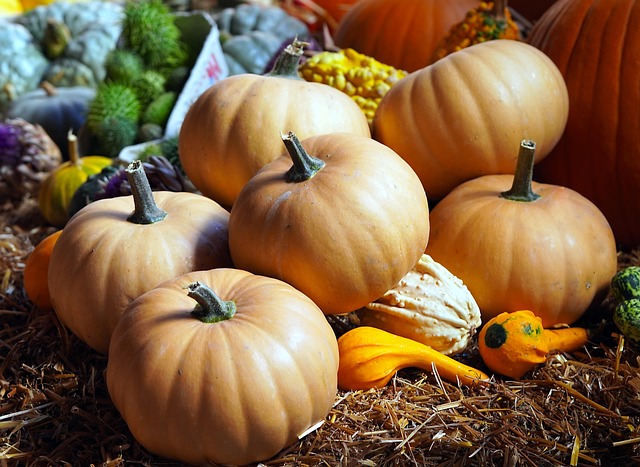 Do Pumpkins Need a Lot of Space to Grow?