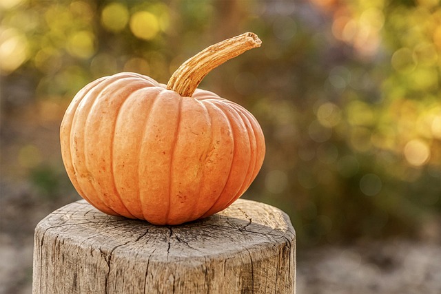 What’s the Best Fertilizer for Pumpkins?