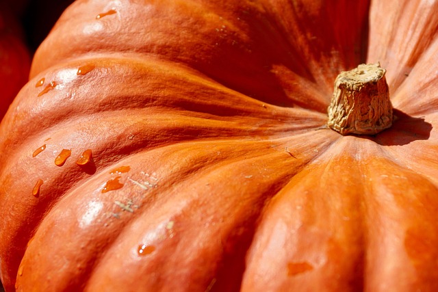 How Do You Know When Pumpkins Are Ready to Harvest?