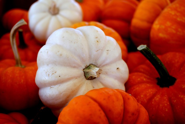 Can You Grow Pumpkins from a Store-Bought Pumpkin?