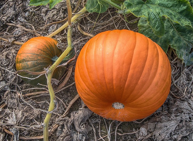 How Do You Start Pumpkin Seeds Indoors?