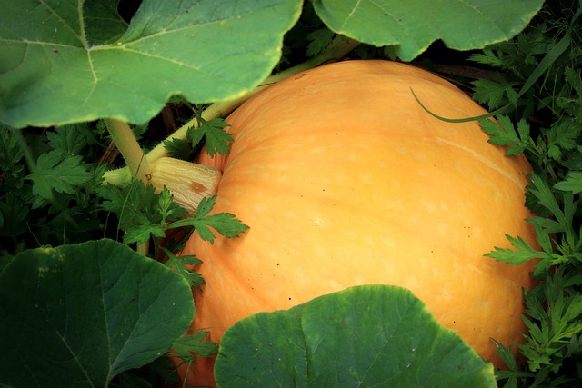 Can Pumpkins Grow Under Partial Plastic Cover?