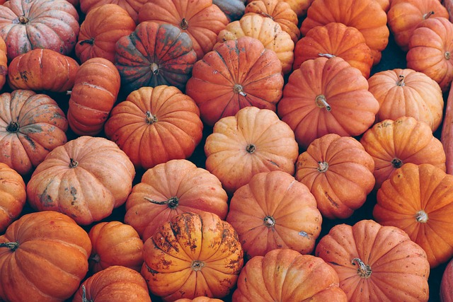 What’s the Ideal Temperature for Growing Pumpkins?