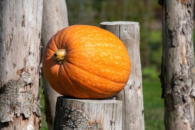 How Do You Save Pumpkin Seeds for Next Year?