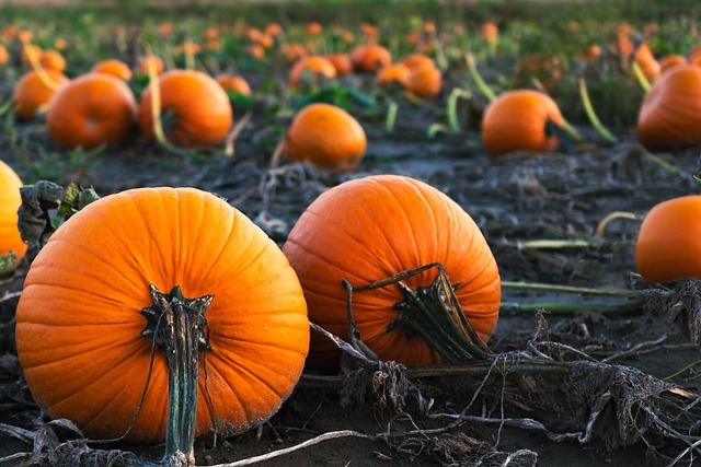How Do You Cure Pumpkins After Harvesting?
