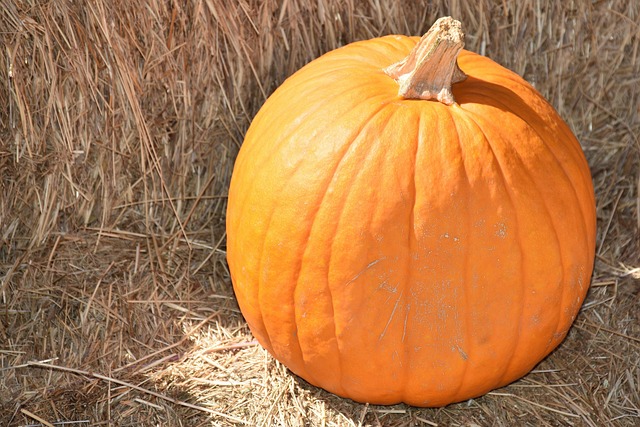 Can Pumpkins Grow in Sandy Soil?