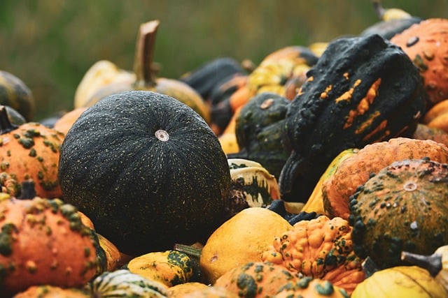 How to Prevent Pumpkin Rot: A Complete Guide