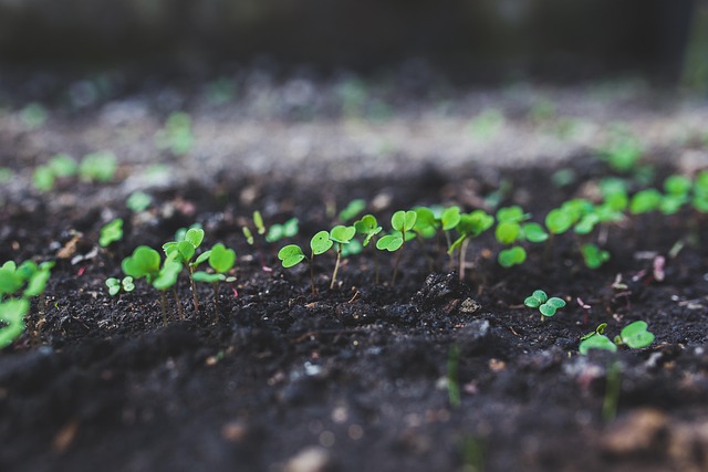 Can Poor Soil Still Grow Plants?